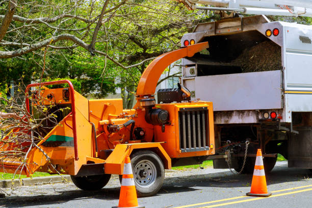 How Our Tree Care Process Works  in Perry, OH